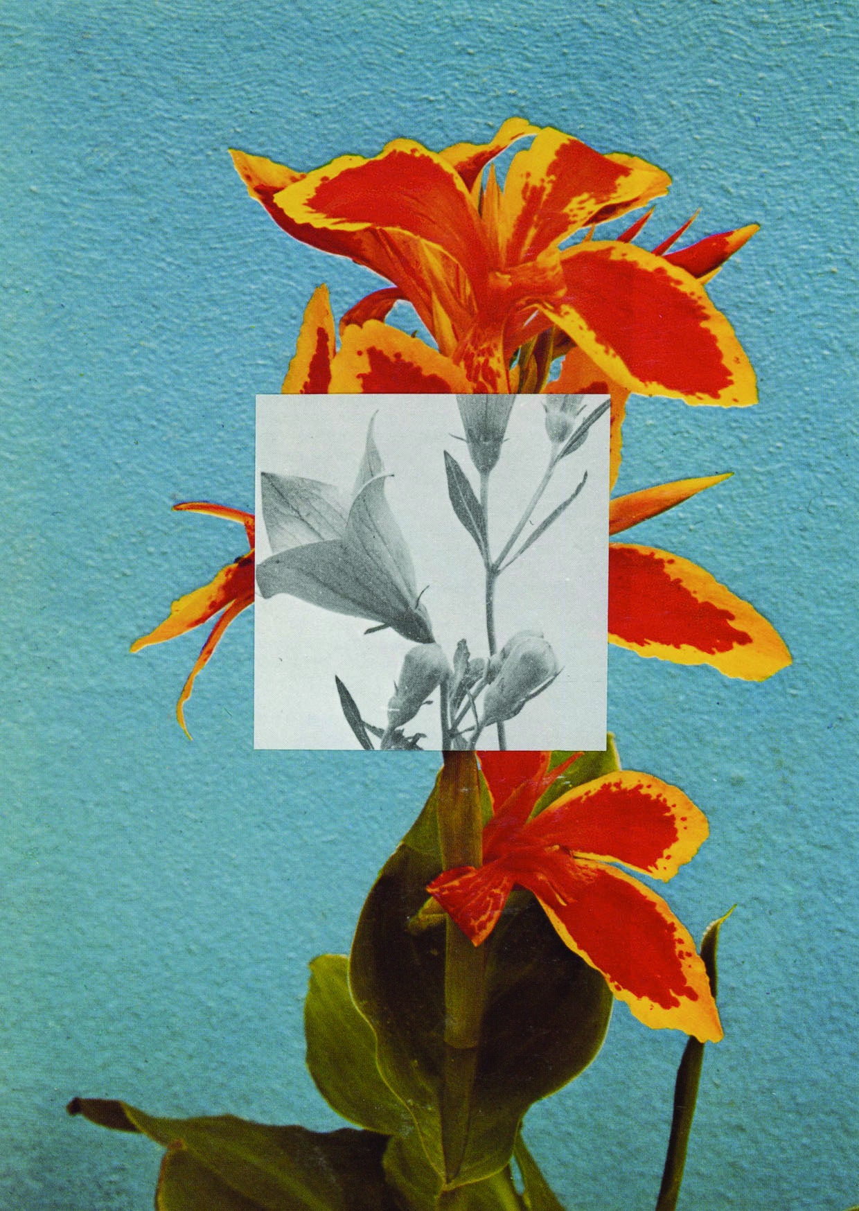 Postcard "Red Flower"